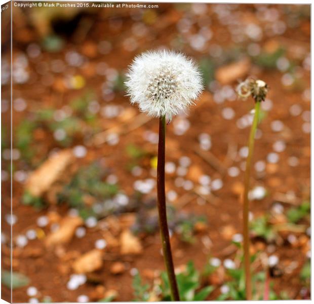 Spring Dandelion Blow Ball Canvas Print by Mark Purches