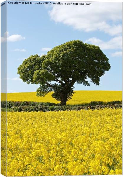 Green Tree in Bright Yellow Canola Rapeseed Fields Canvas Print by Mark Purches