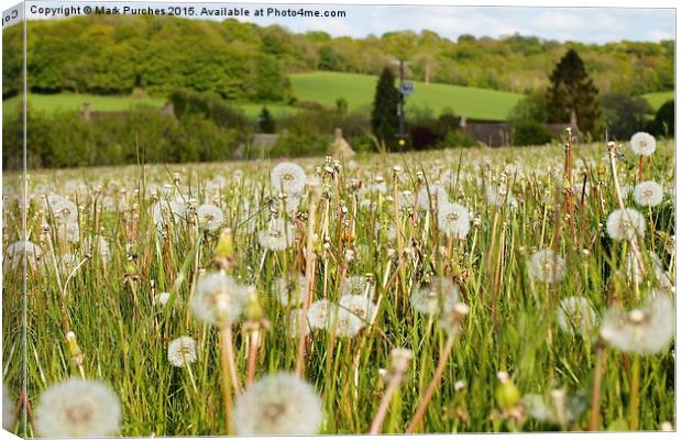 Dandelions in Spring Summer Meadow Canvas Print by Mark Purches