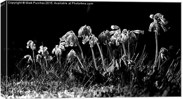 Black White Cowslip Flowers in Spring Canvas Print by Mark Purches