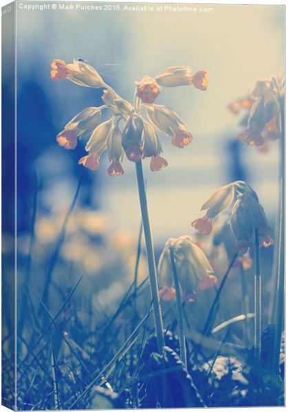 Cowslip Flowers and Spider in Spring Canvas Print by Mark Purches