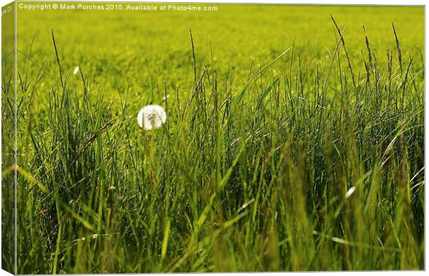 Natural Dandelion in Spring Meadow Canvas Print by Mark Purches