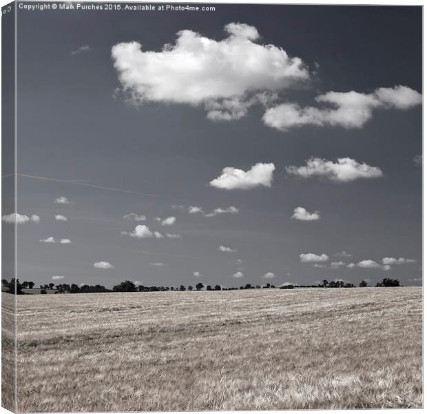 Large Barley Field black white Instagram Square Canvas Print by Mark Purches