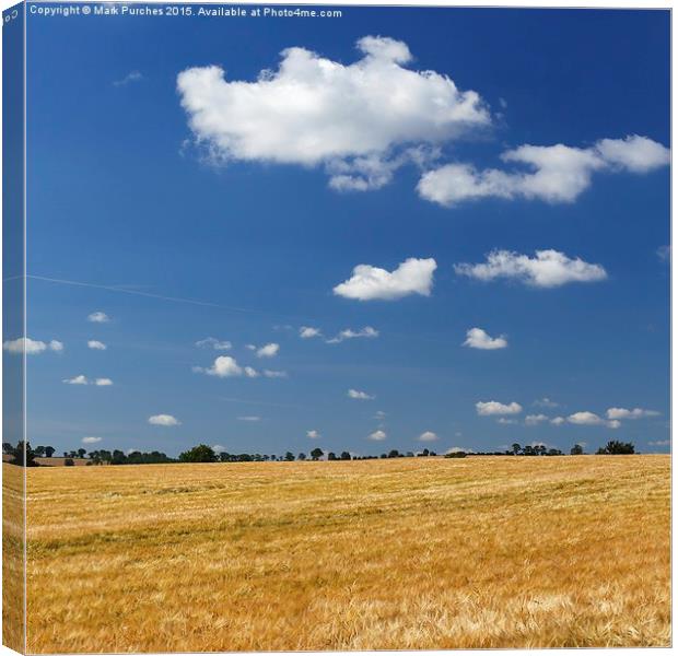 Large Barley Field & Blue Sky Square Canvas Print by Mark Purches