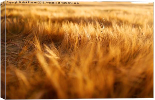 Soft Warm Barley Crop Plant Detail Canvas Print by Mark Purches