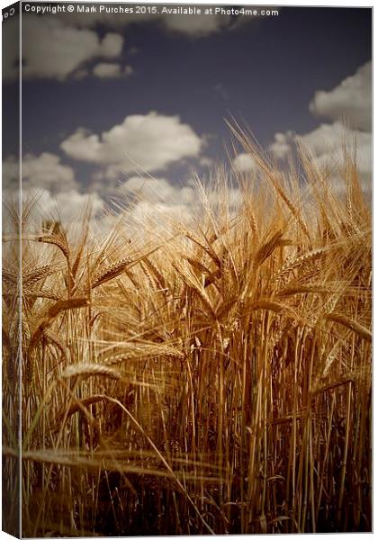 Tall Barley Crop Plant Detail Sepia Canvas Print by Mark Purches