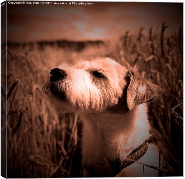 Parson Russell Terrier in Barley Field - Warm Tone Canvas Print by Mark Purches