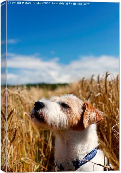 Parson Russell Terrier Sunbathing Canvas Print by Mark Purches