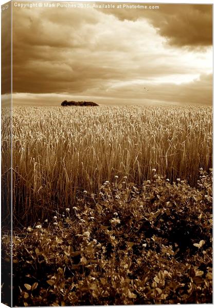 Harvest Time Barley / Wheat Field, Stormy Skies &  Canvas Print by Mark Purches