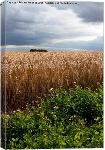 Dramatic Barley Field with Stormy Sky at Harvest T Canvas Print by Mark Purches