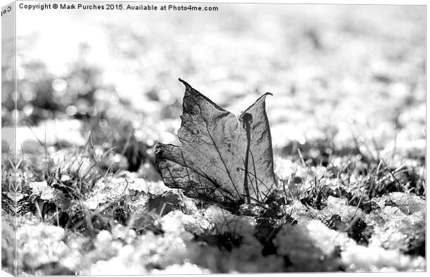 Last Autumn Leaf Standing in First Snow of Winter  Canvas Print by Mark Purches
