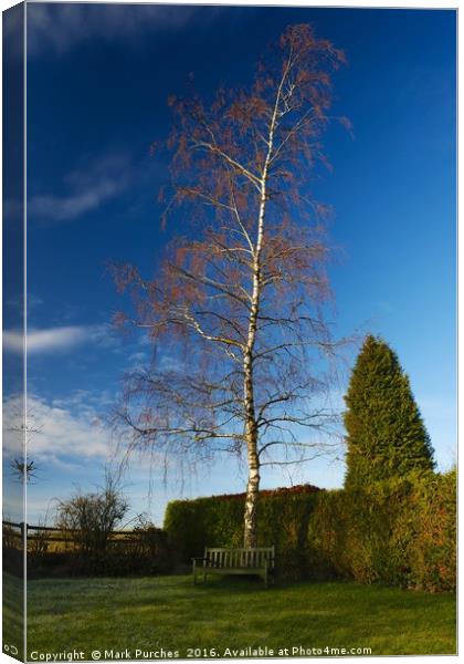 Beautiful Garden with Silver Birch & Bench Canvas Print by Mark Purches