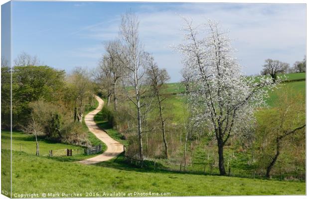 Meandering Track Through Green Fields with Cherry  Canvas Print by Mark Purches