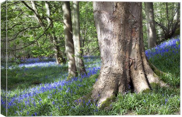 Bluebell Carpet Canvas Print by Steve Glover