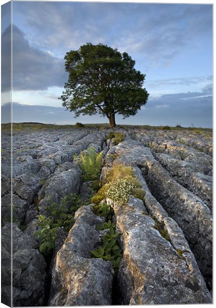 Malham Morning Blush Canvas Print by Steve Glover