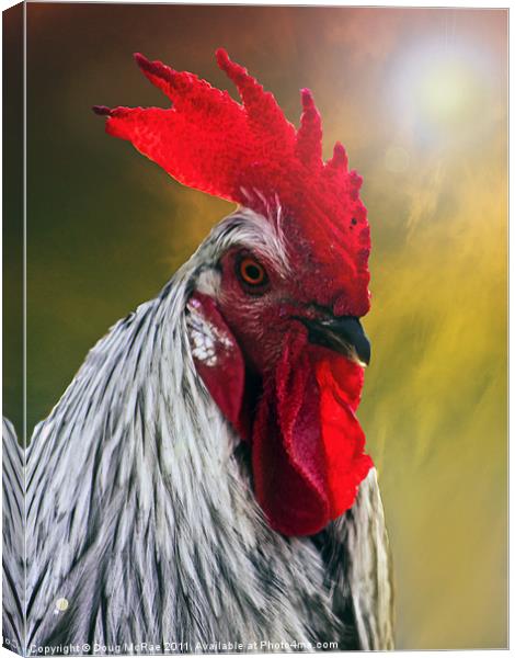 Rooster at sunset Canvas Print by Doug McRae