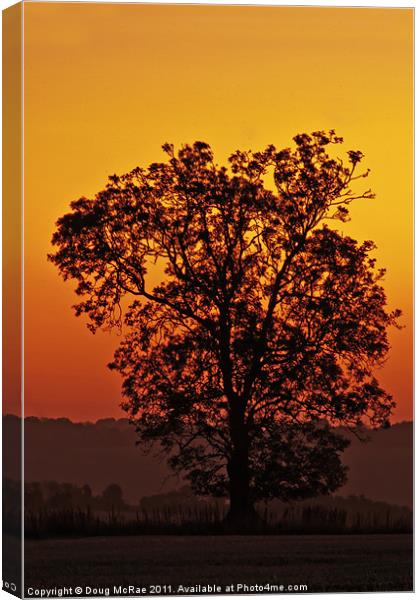 Oak at dawn Canvas Print by Doug McRae