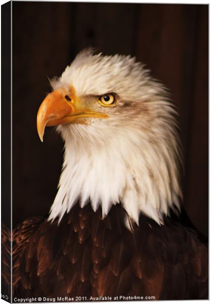 Bald Eagle Canvas Print by Doug McRae