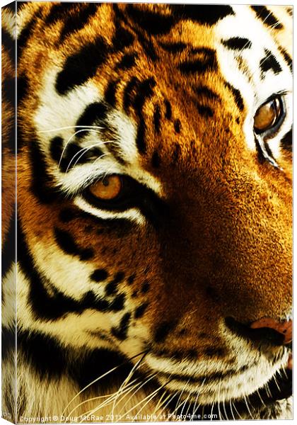Tigers eye Canvas Print by Doug McRae