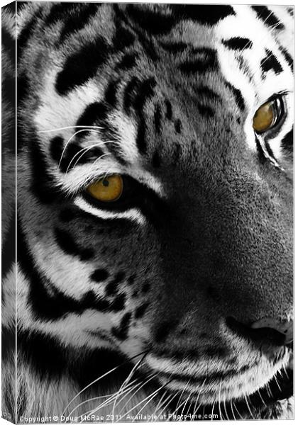Old yellow eyes Canvas Print by Doug McRae