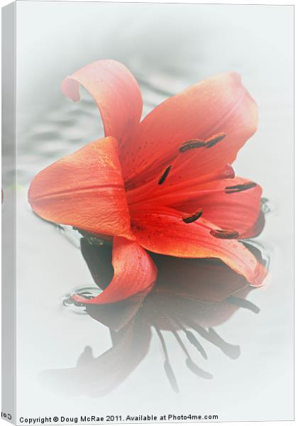 Soft red lily Canvas Print by Doug McRae
