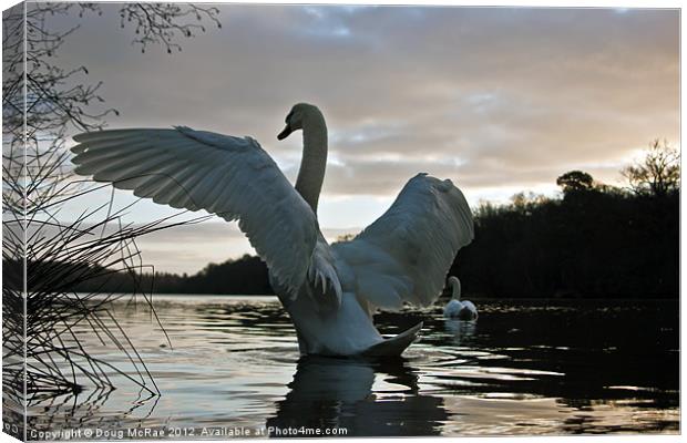 Morning Swans Canvas Print by Doug McRae