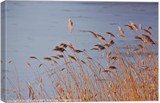 Warm reeds Canvas Print by Doug McRae