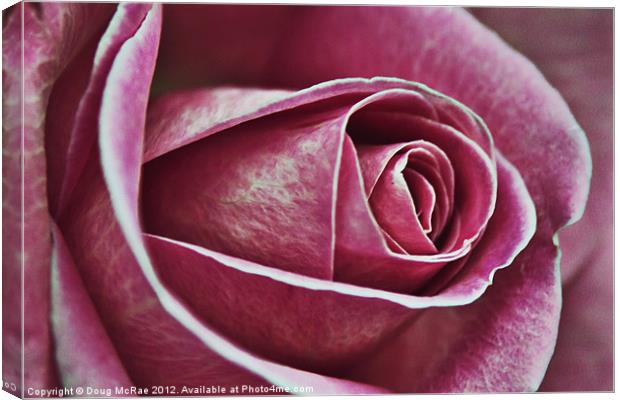 A rose in pink Canvas Print by Doug McRae