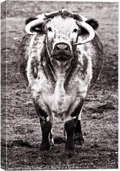 Long horn cow Canvas Print by Doug McRae