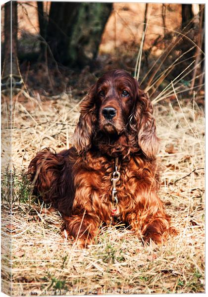 Red setter Canvas Print by Doug McRae