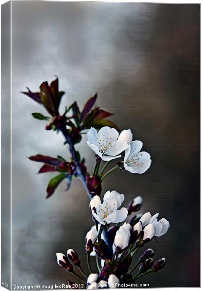 Spring Blossom Canvas Print by Doug McRae