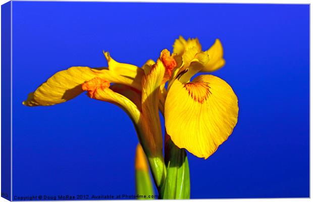 Yellow Iris Canvas Print by Doug McRae