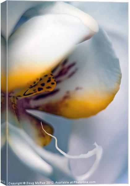 Ghost orchid Canvas Print by Doug McRae