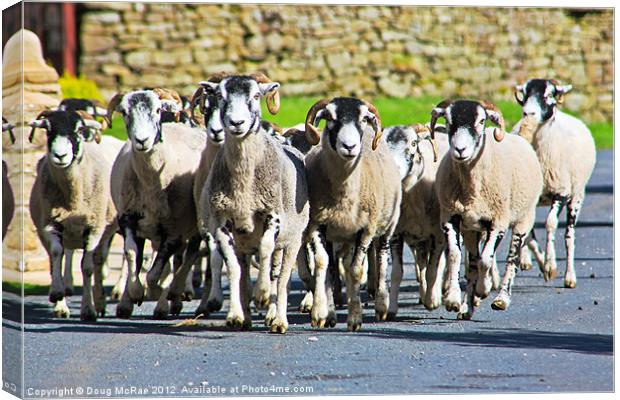 Sheep Canvas Print by Doug McRae