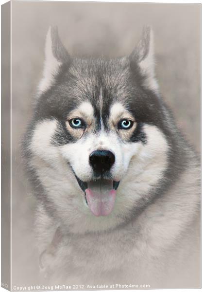 Siberian Husky 2 Canvas Print by Doug McRae