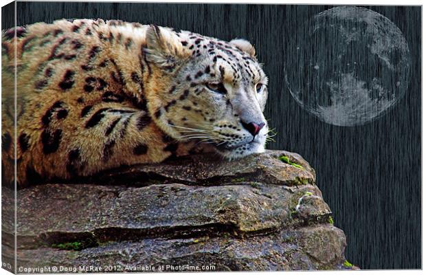 snow leopard Canvas Print by Doug McRae
