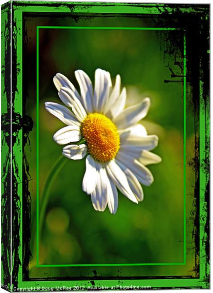 Daisy Canvas Print by Doug McRae