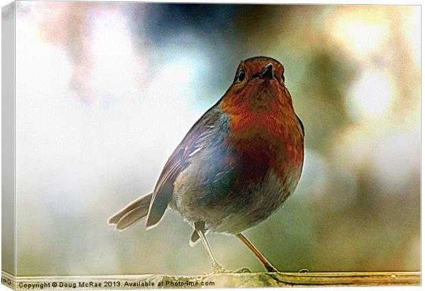 Robin red breast Canvas Print by Doug McRae