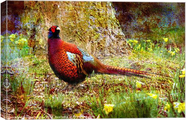 Pheasant Canvas Print by Doug McRae