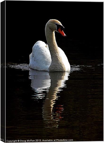 Lone swan Canvas Print by Doug McRae