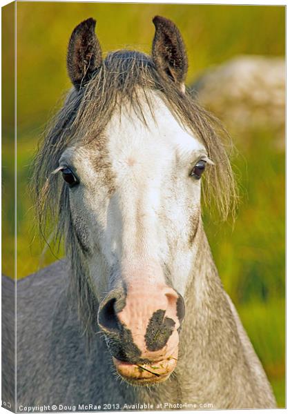 Welsh Pony Canvas Print by Doug McRae