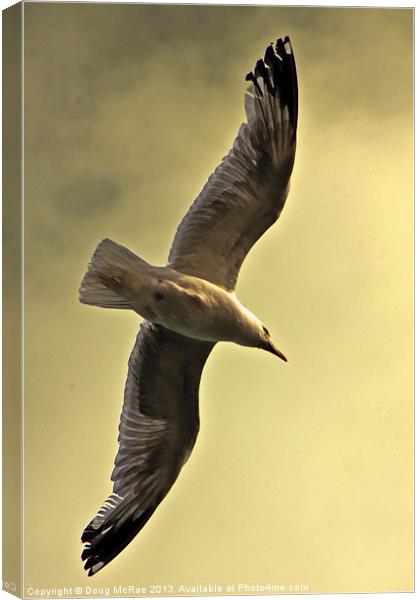 Gull Canvas Print by Doug McRae