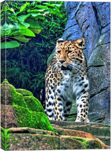 leopard Canvas Print by Doug McRae