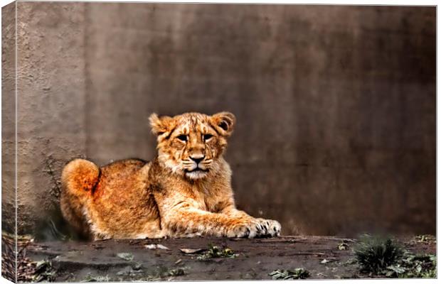Lion cub Canvas Print by Doug McRae
