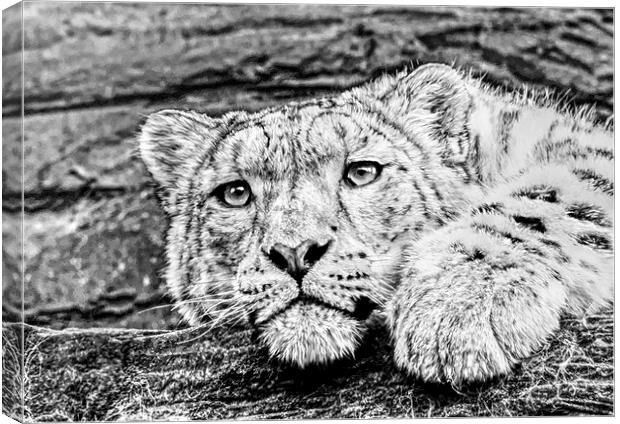 Snow leopard Canvas Print by Doug McRae