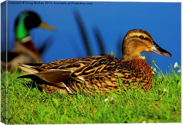 mallard Canvas Print by Doug McRae