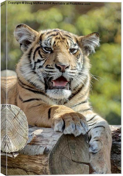  Tiger cub Canvas Print by Doug McRae