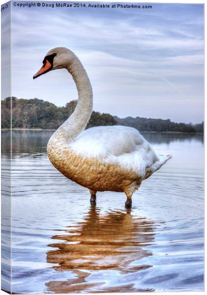  swan Canvas Print by Doug McRae