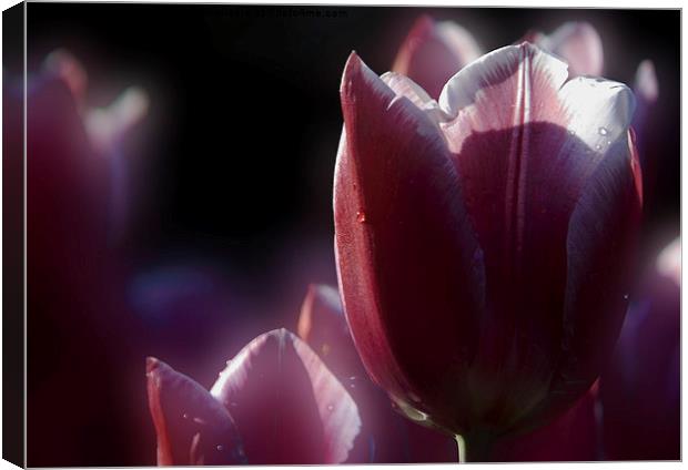  tulip Canvas Print by Doug McRae