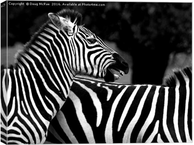 Zebra Canvas Print by Doug McRae
